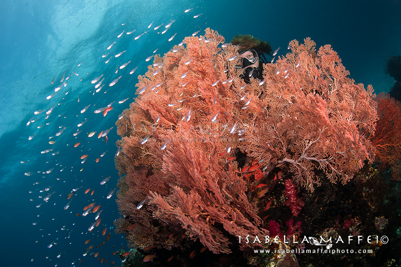 <img src="sea fan " alt=" sea fan in Raja Ampat isabella maffei underwater photographer ">