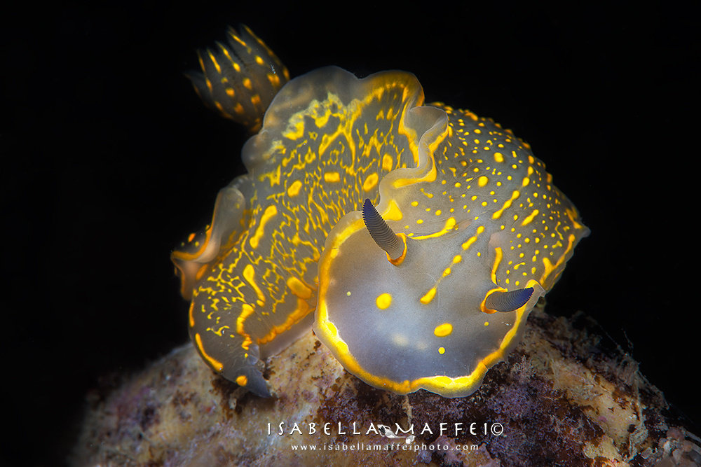 <img src="nudibranch" alt=" nudibranch Felimare picta isabella maffei underwater photographer ">