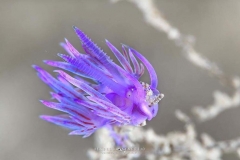 <img src="nudibranch" alt=" nudibranch flabellina isabella maffei underwater photographer ">