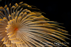 <img src=" tube worm " alt=" tube worm isabella maffei underwater photographer ">