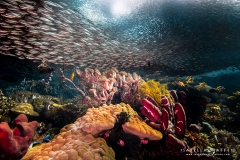<img src="sardines run" alt=" sardina run isabella maffei underwater photographer ">