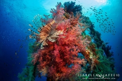 <img src="lion fish " alt=" lion fish in a soft coral isabella maffei underwater photographer ">