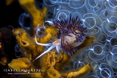 <img src="nudibranch" alt=" nudibranch Cratena peregrina isabella maffei underwater photographer ">