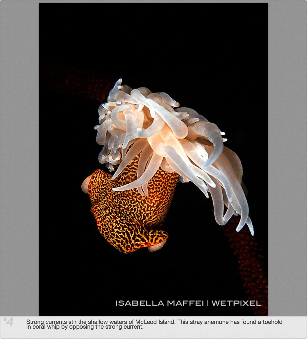 wetpixel-retrospective 2014 Isabella Maffei