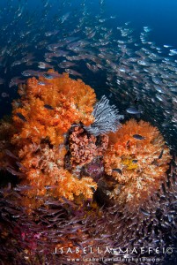 " OCEAN HEART " series   Mergui Islands                