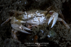 <img alt="Isabella Maffei-Numana-crabs">