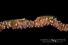 PHILIPPINES-GOBY
