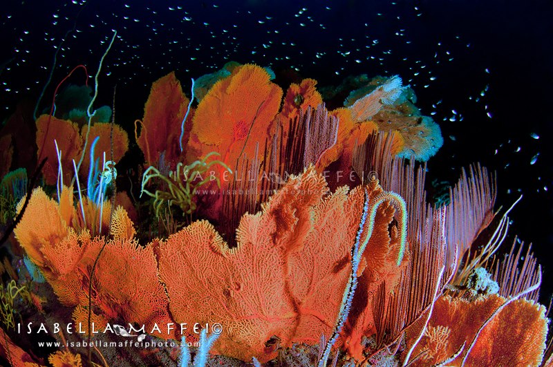 <img src="sea fan forest " alt=" sea fan forest in Myanmar isabella maffei underwater photographer ">