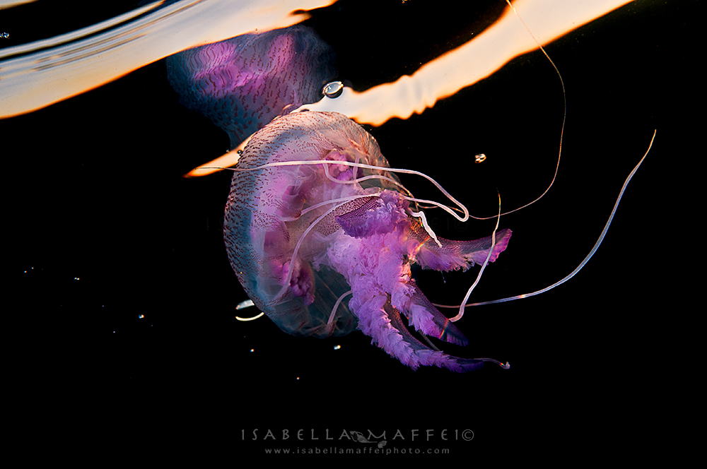 <img src=" jellyfish " alt=" jellyfish isabella maffei underwater photographer ">