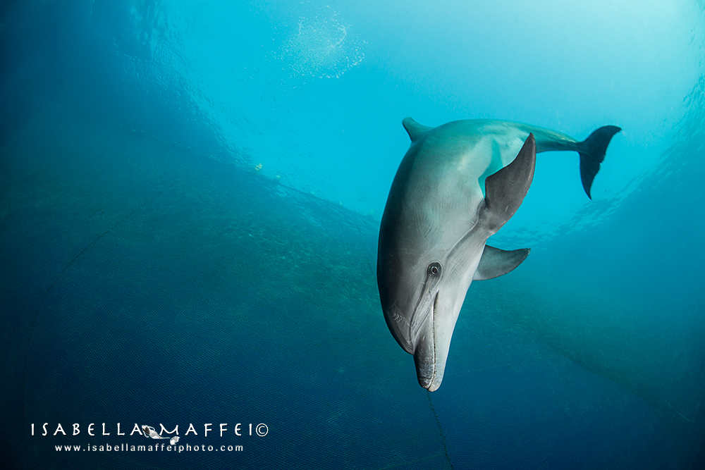 <img src="bottlenose dolphin " alt=" bottlenose dolphin trapped in a net isabella maffei underwater photographer ">