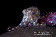 <img src="blue ring octopus" alt=" blue ring octopus in Raja Ampat isabella maffei underwater photographer ">