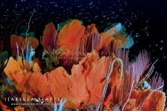 <img src="sea fan forest " alt=" sea fan forest in Myanmar isabella maffei underwater photographer ">