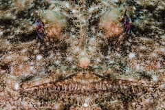 <img src="monkfish " alt=" monkfish portrait isabella maffei underwater photographer ">