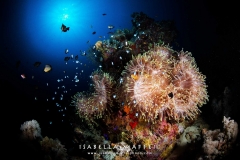<img src="clown fish " alt=" clown fish in anemon isabella maffei underwater photographer ">