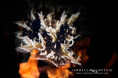 <img src="nudibranch" alt=" nudibranch isabella maffei underwater photographer ">