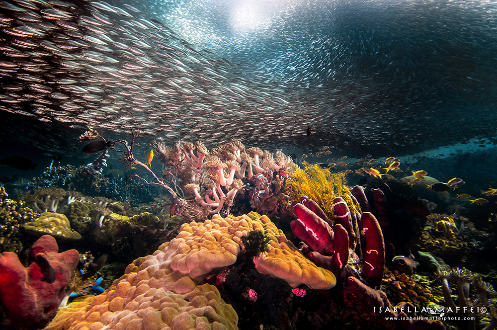 Philippines-School-of-sardines